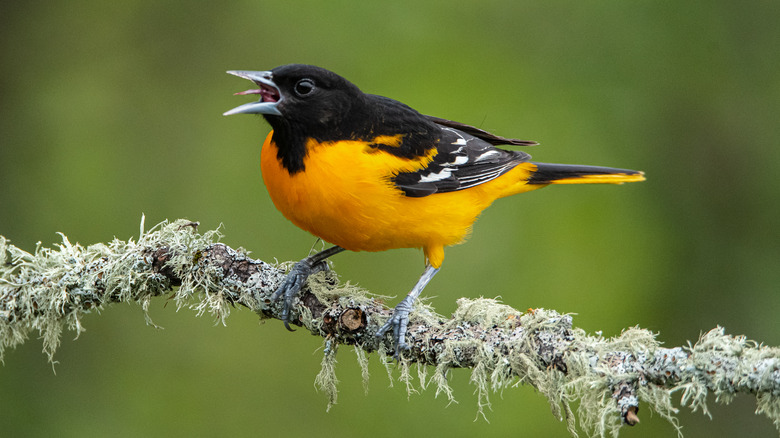 singing oriole perched on branch