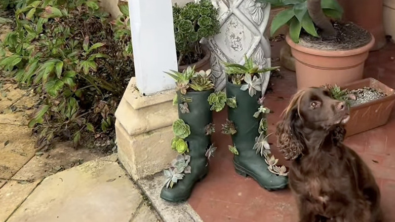 Rain boot planters filled with succulents sit by the front door of a home with a spaniel next to them.