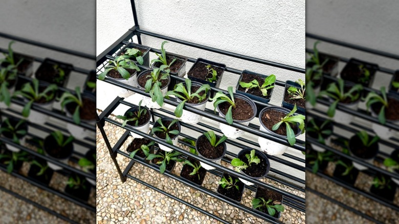 Garlic bulbs drying on a shoe rack outdoors.