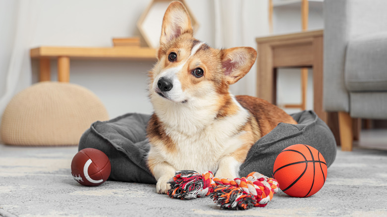 A dog in a playful pose sitting on a bed and playing with toys