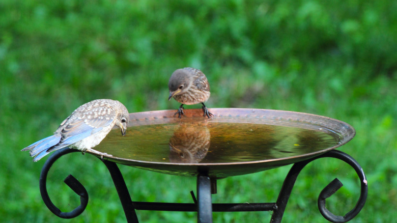 Birds drink from a birdbath made using a metal plant stand and a shallow metal dish.