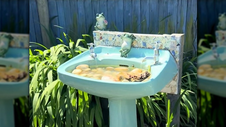 Brown and gray sparrow in a birdbath shaking water off wings.