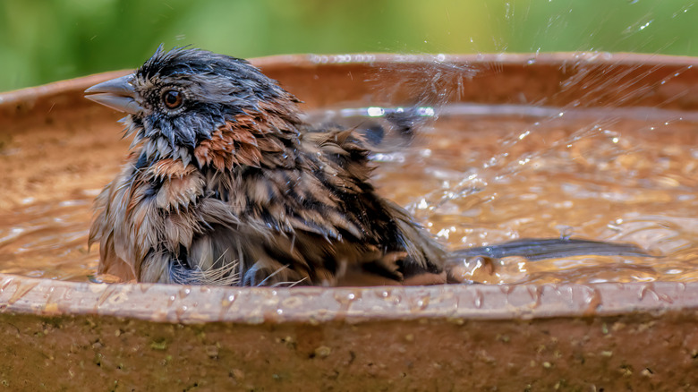 A bird in a bird bath