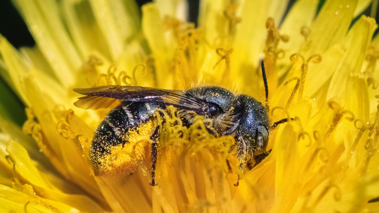 A mason bee covered in pollen sits inside a yellow flower.