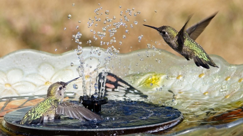 Hummingbirds playing in birdbath