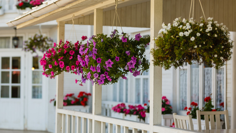 Hanging planters on a porch.