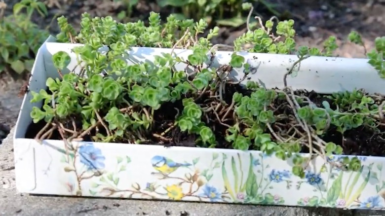 A toolbox shelf planter filled with small, trailing succulents and sitting on a stone wall