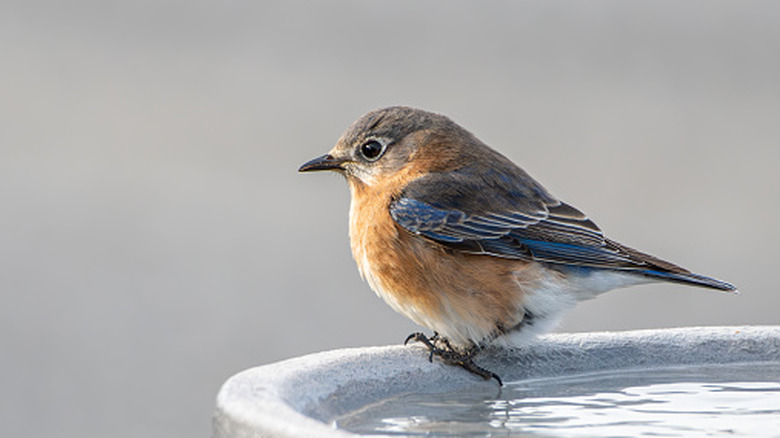 small bird on the edge of a bird bath