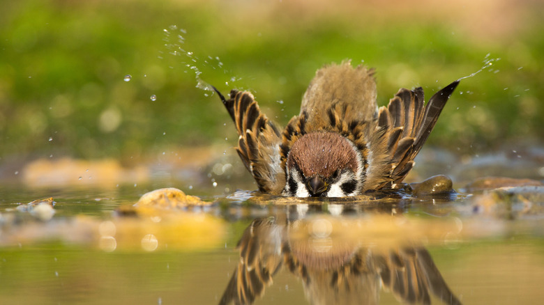 tree sparrow bathing in water