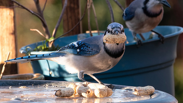 blue jay on frozen birdbath