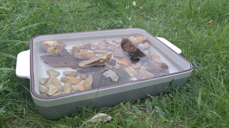 bird bath using cooking tray