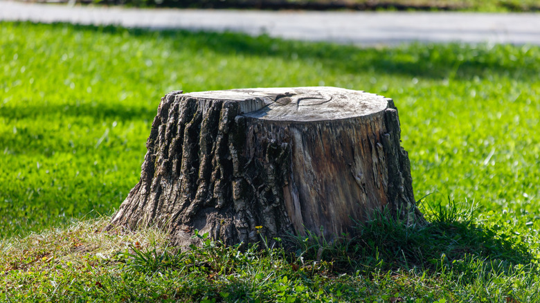 Tree stump on grassy field