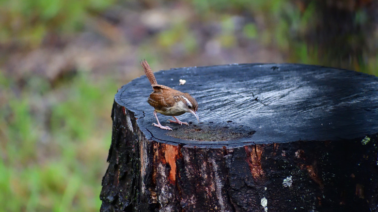 Bird perched on old tree stump