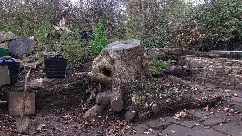 Large tree stump near stone path and tools in an overgrown yard