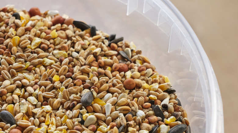 Bird food in plastic container
