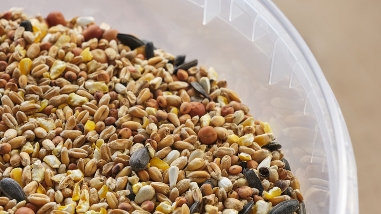 Bird food in plastic container