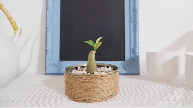 A tiny plant placed in an upcycled tuna can container wrapped in twine.