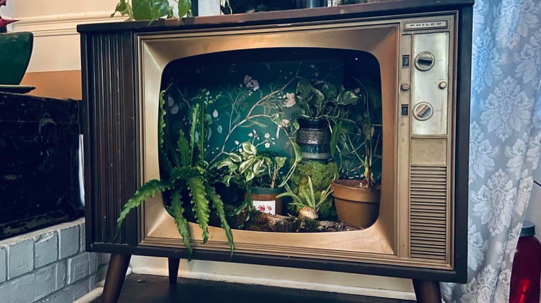 Indoor plant display inside antique TV.