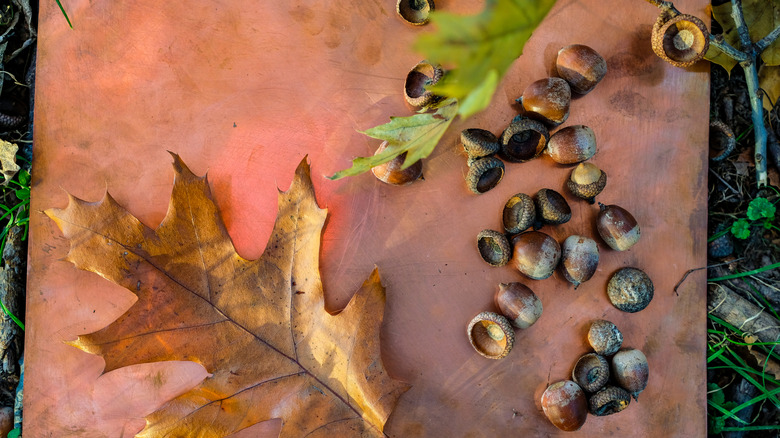 acorns, acorn caps, and leaves on a table