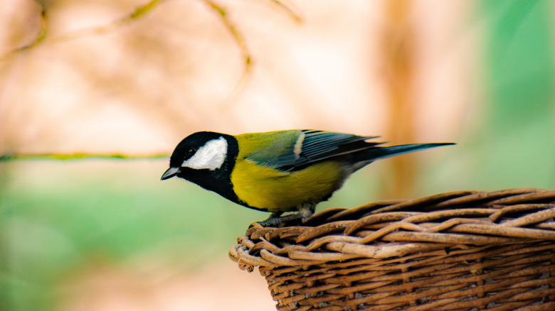 yellow bird visiting a backyard