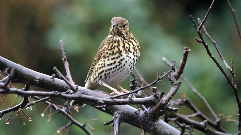 Turn An Ordinary Kitchen Essential Into A Cute Yard Feature Birds Will Love
