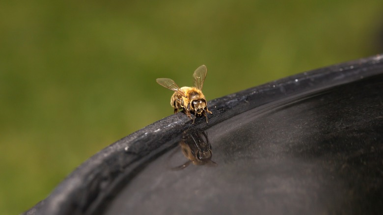 Bees drinking water from a bird bath
