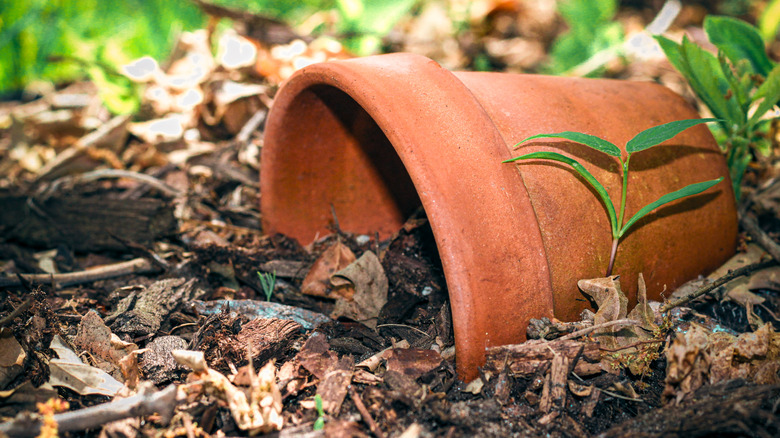Terracotta pot lying on its side in a garden setting by a mulched garden bed.