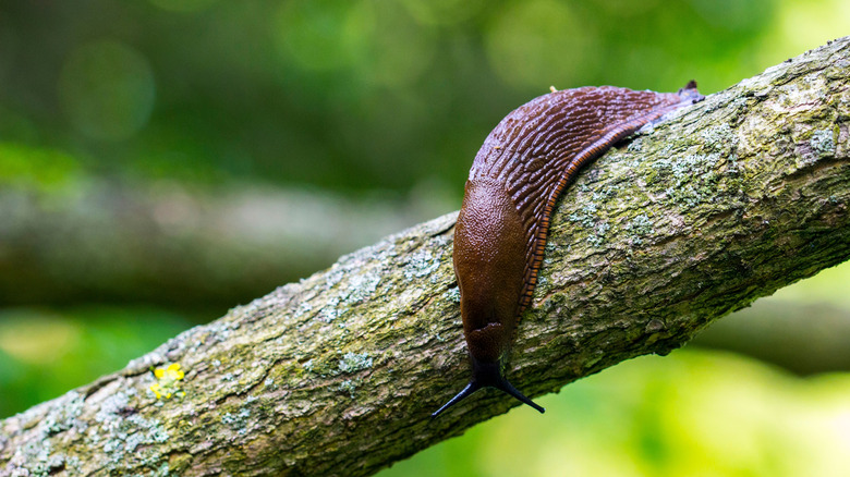 A slug in close-up crawls along a tree branch.