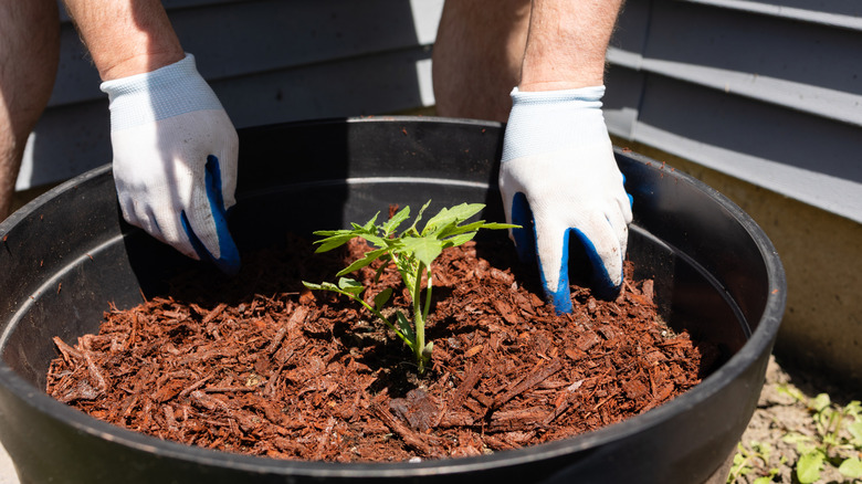 A gardener wearing white gloves spreads brown bark mulch in large black plastic planter.