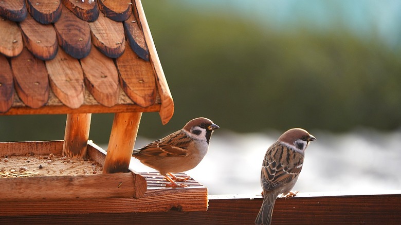 Two sparrows perched near a wooden bird feeder with a roof
