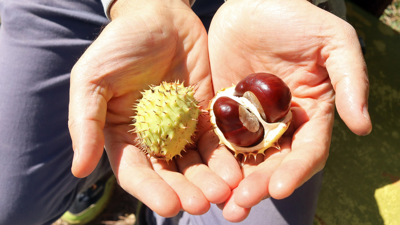 Person's hands holding one conker in its shell and another exposed with two seeds showing