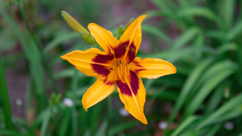 A Bonanza daylily