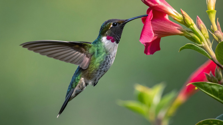 A hummingbird hovering in front of a red flower.