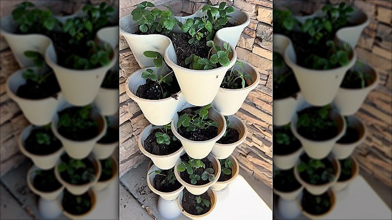 A strawberry stacked planter in a corner of a patio filled with young strawberry plants
