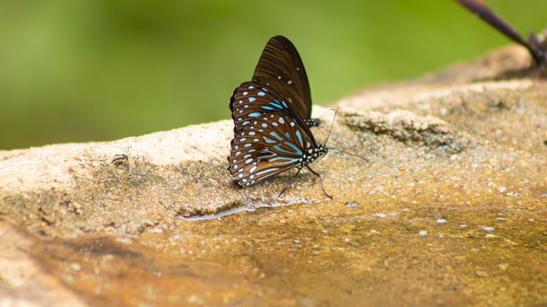 butterfly beside natural water pool