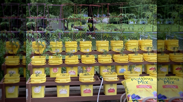Container garden made from repurposed cat litter buckets.