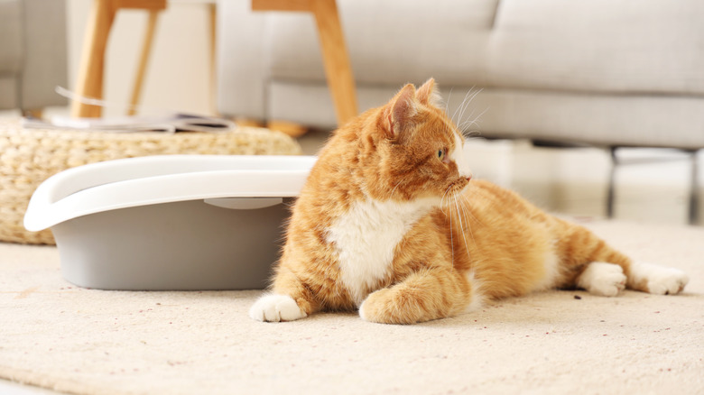 A ginger cat laying beside a litterbox