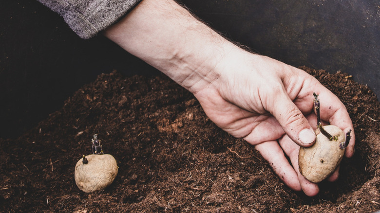 A person's hand placing a seed potato in a large plastic bucket