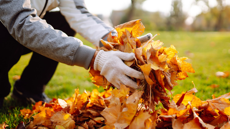 Someone grabbing a big handful of autumn leaves from ground