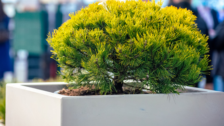 shrub in square cement planter