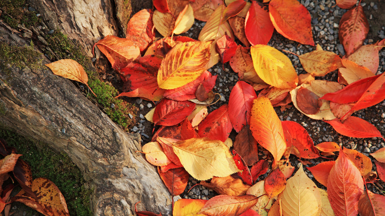 red, yellow, and orange leaves with tree trunk
