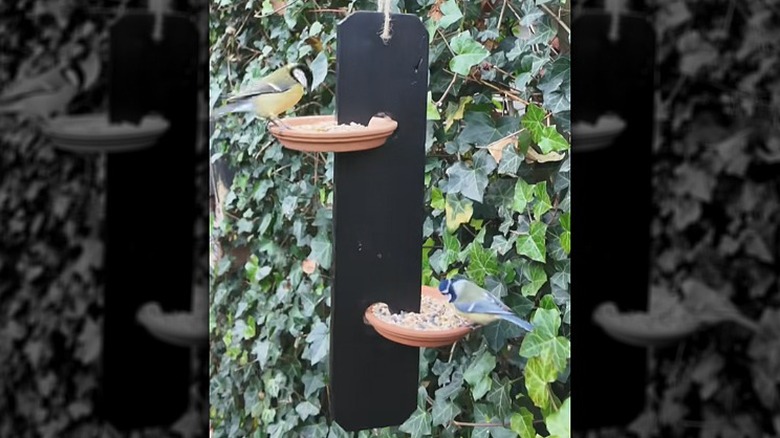 bird seed dish held by a wood slat