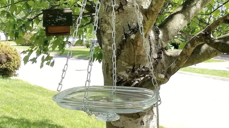An upturned transparent glass casserole dish lid tied hangs from a tree branch by metal chain link.