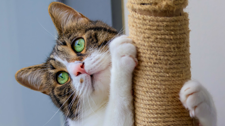 cat with green eyes using a scratching post