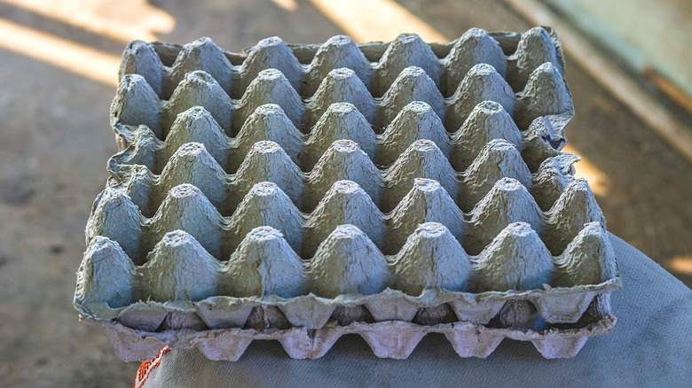 Egg crates sit on a surface outside
