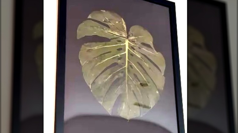 skeleton monstera leaf in black frame
