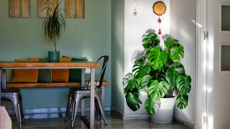 stylish dining area with large monstera plant in pot