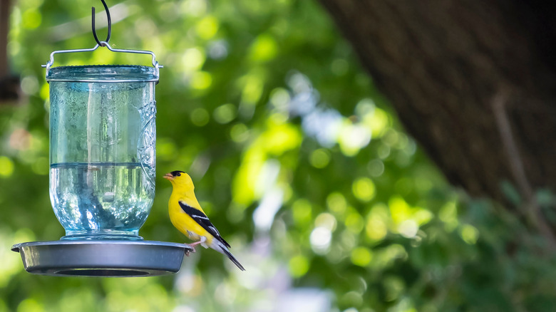 an oriole sits on a bird feeder made from a Mason jar