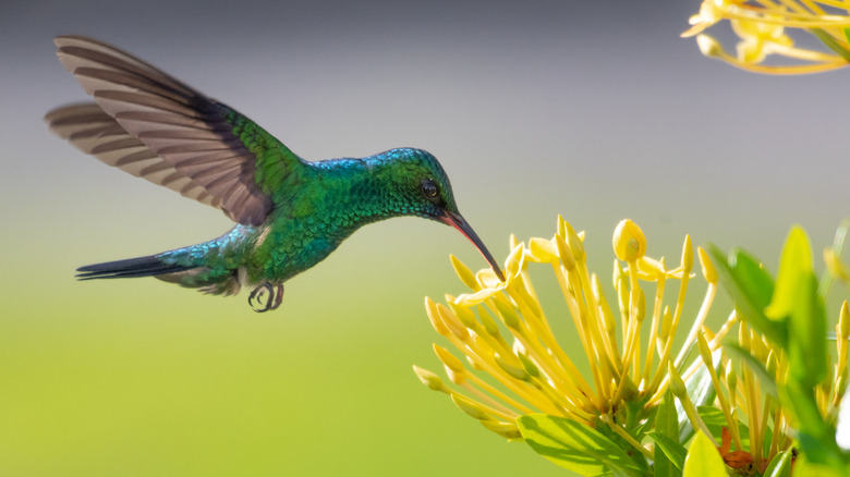 Beautiful iridescent hummingbird sucking nectar from a yellow flower