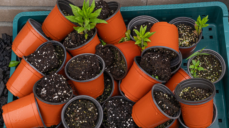 A collection of used mini nursery pots with soil and some plants in them.